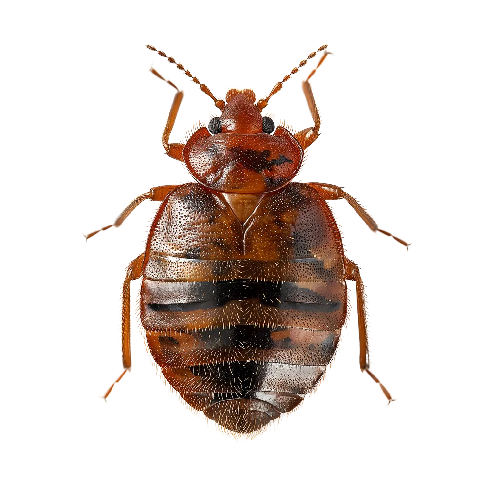 Bed Bug Services Near Me Backed by 50+ Years Experience